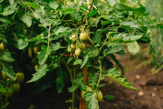 Tomates biologiques mûrissant au soleil à l'extérieur dans le jardin communautaire. Une rangée de tomates attachées