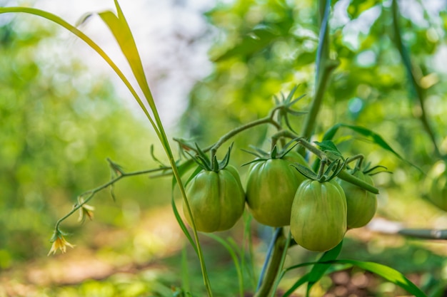 tomates biologiques mûrissant dans un verre, légumes sans produits chimiques.