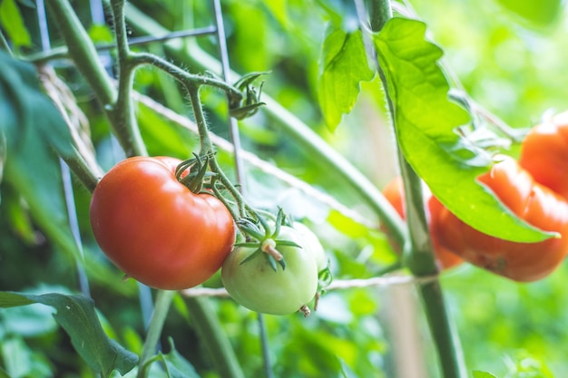 Tomates biologiques rouges et vertes sur branche verte jardinage urbain