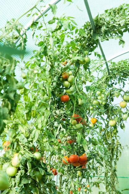 Tomates biologiques en serre