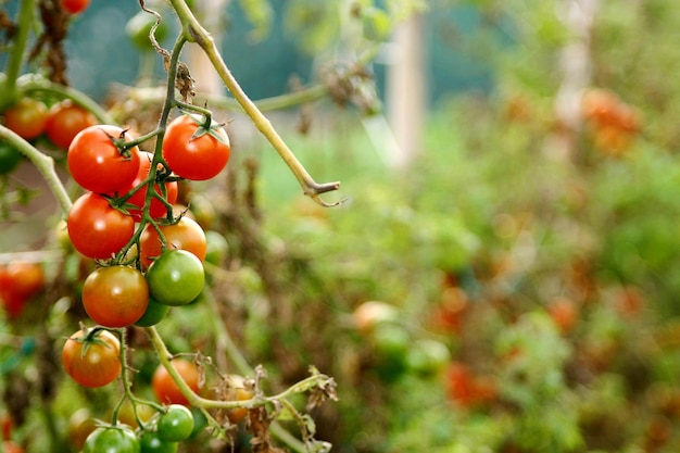 Tomates biologiques