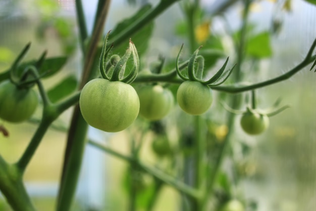 Tomates sur une branche jardinage vert