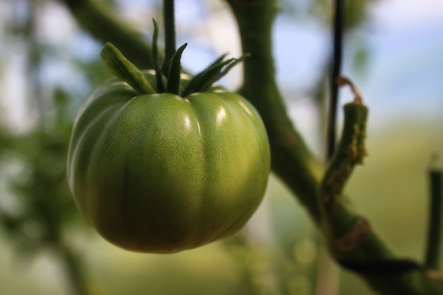 Tomates sur une branche jardinage vert