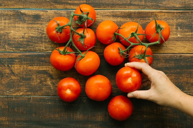 Tomates avec branche