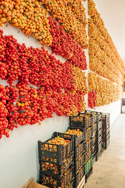 Tomates cerises accrochées au mur dans le sud de l'Italie