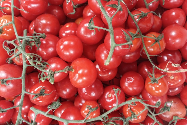 Photo des tomates cerises sur une branche en arrière-plan