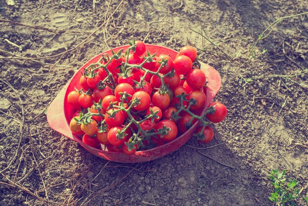 Tomates cerises dans une assiette en plastique rouge