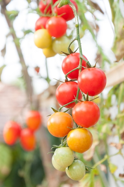 Tomates cerises fraîches dans le jardin Plant Tomatos selective focus