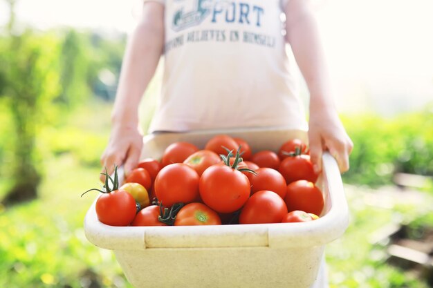 Les tomates cerises fraîches de la ferme sur les branches sont récoltées par l'agriculteur