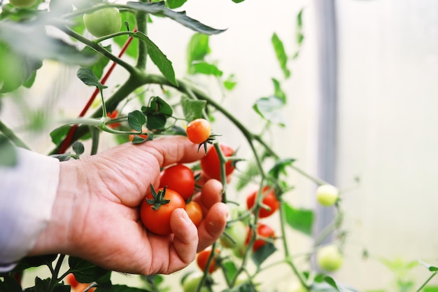 Photo les tomates cerises fraîches de la ferme sur les branches sont récoltées par l'agriculteur