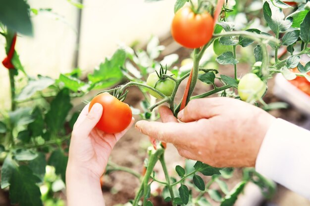 Les tomates cerises fraîches de la ferme sur les branches sont récoltées par l'agriculteur