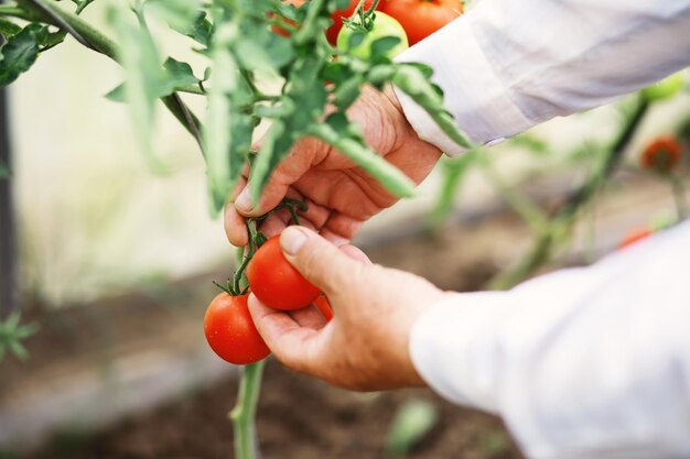 Les tomates cerises fraîches de la ferme sur les branches sont récoltées par l'agriculteur