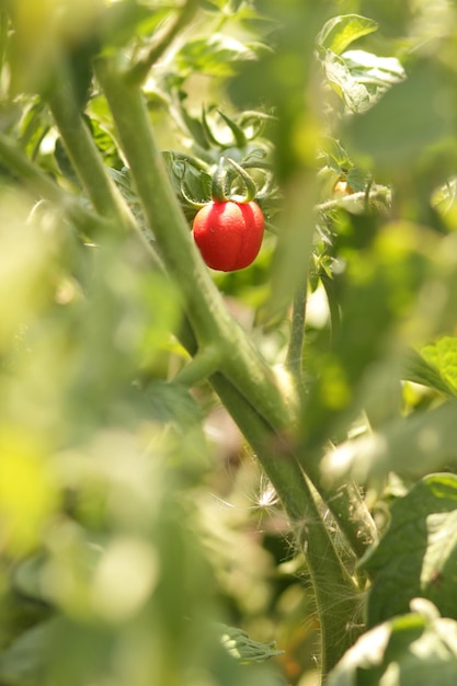 Photo tomates cerises mûrissent sur le buisson tomates rouges dans le jardin gros plan tomates biologiques mûres dans le jardin prêt à être récolté