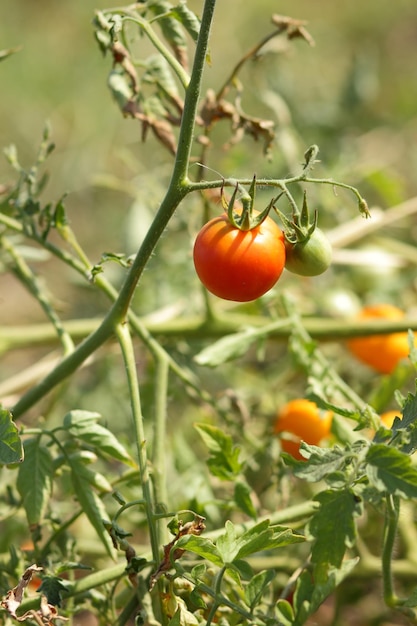 Tomates cerises mûrissent sur le buisson Tomates rouges dans le jardin gros plan Tomates biologiques mûres dans le jardin prêt à être récolté