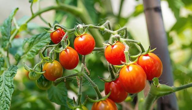 Les tomates cerises mûrissent sur la vigne dans un jardin