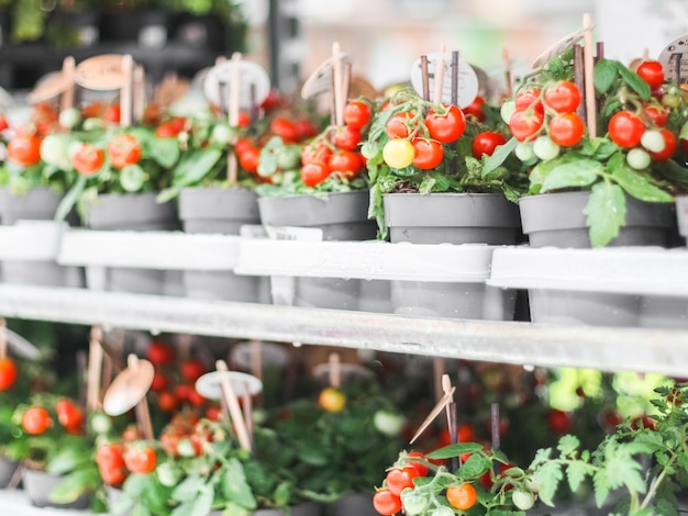 Tomates cerises en pots sur le comptoir