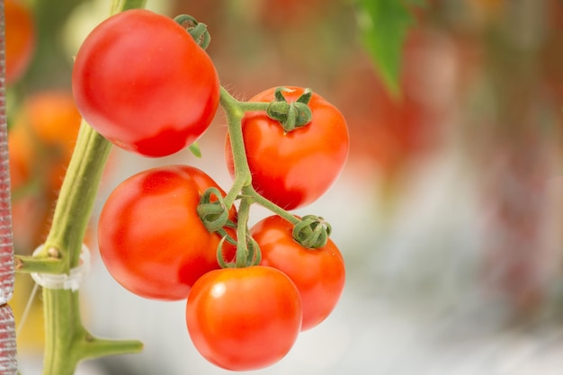 Tomates cerises rouges dans le jardin de l'agriculture biologique des plantes