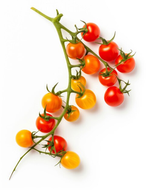 Tomates cerises rouges et jaunes sur une brindille