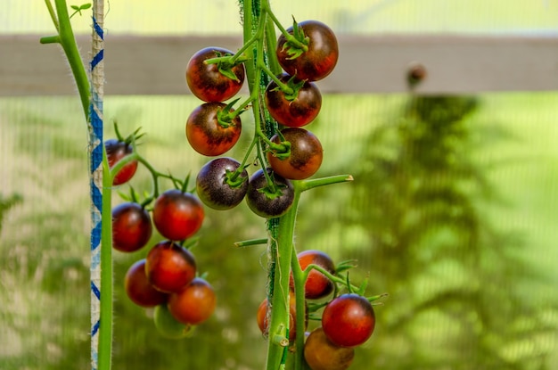 Tomates cerises rouges et noires sur une branche dans la serre.