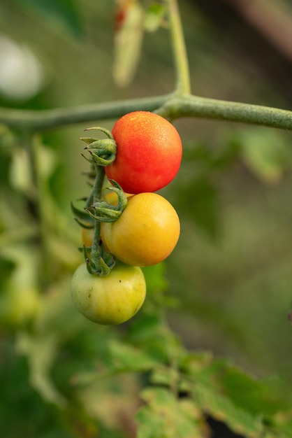 Tomates cerises, Tomates cerises biologiques