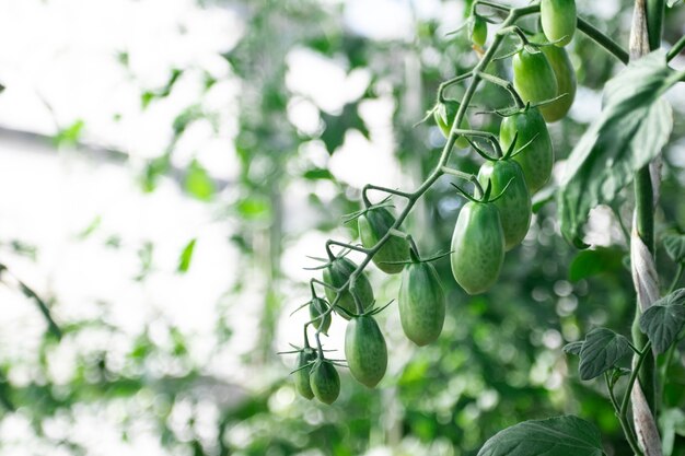 Tomates cerises vertes sur une branche dans la serre