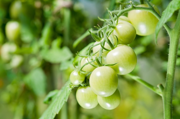 Tomates cerises vertes sur une branche.