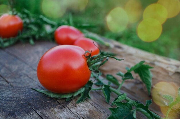 Tomates cerises sur la vigne Tomates cerises biologiques mûres fraîches