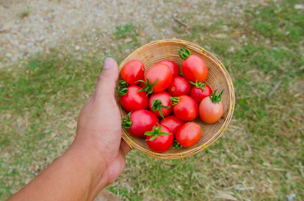 tomates cerises