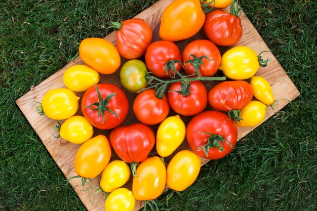 Tomates colorées biologiques mûres à bord