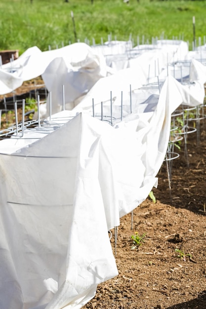 Tomates couvertes de grêle d'été dans un jardin urbain.