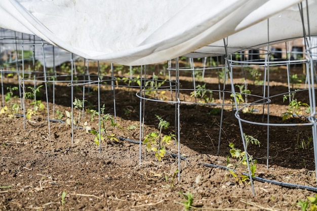 Tomates couvertes de grêle d'été dans un jardin urbain.