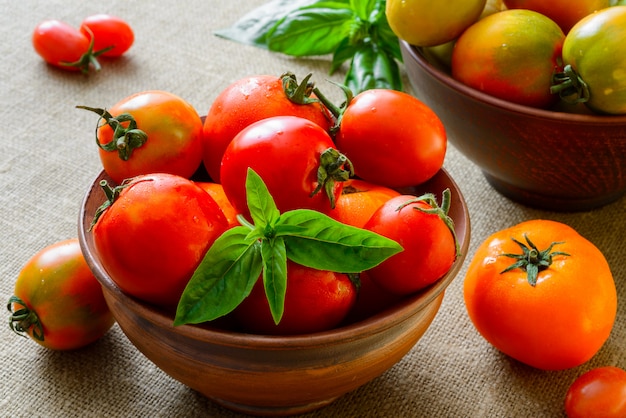 Tomates cultivées bio multicolores