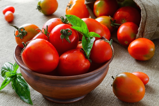 Tomates cultivées bio multicolores