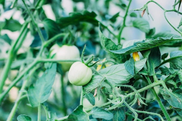 Tomates cultivées en serre