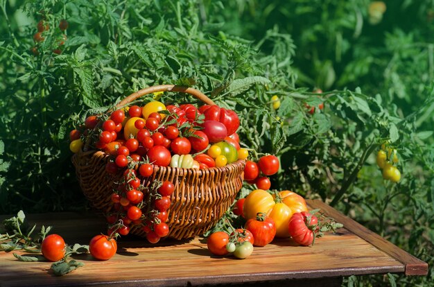 Tomates dans un panier sur fond flou. Tomates rouges dans un panier.