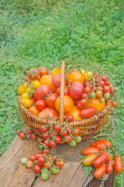 Tomates dans un panier sur un fond de nature