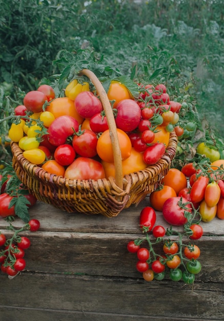 Tomates dans un panier Panier plein de tomates près de plants de tomates Panier de tomates fraîchement cueillies Tomates rouges dans un panier