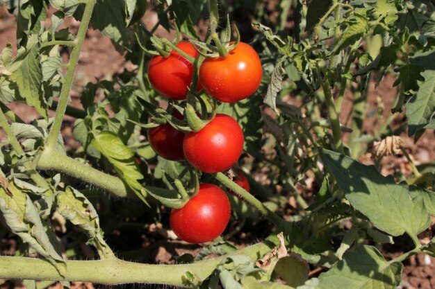 tomates dans la serre