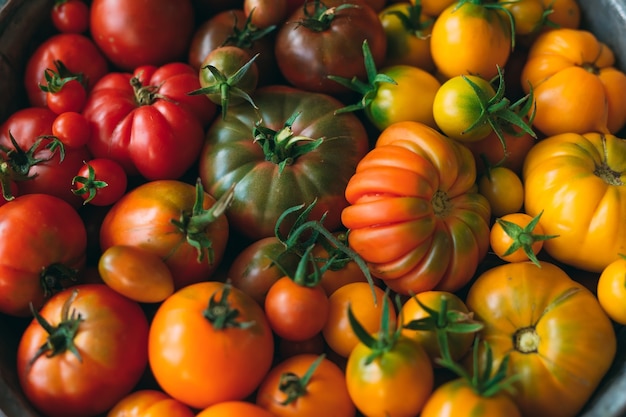 Les tomates de différentes couleurs sont affichées sous forme de dégradé