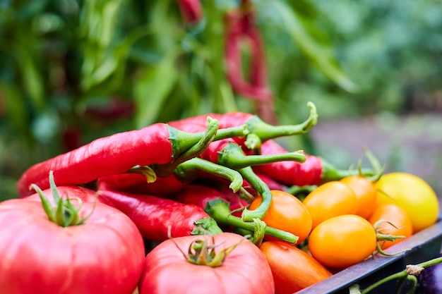 Tomates fraîchement cueillies et piments rouges dans le jardin dans un récipient en plastique