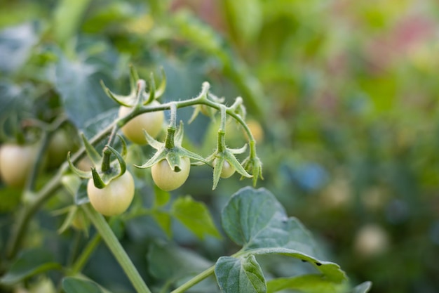 Tomates fraîches du potager arboricole