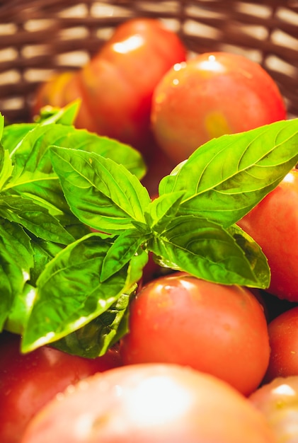 Tomates fraîches de la ferme et feuilles de basilic vert