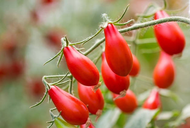 tomates fraîches