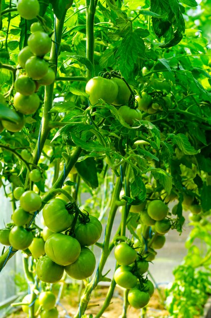 Tomates avec fruits verts en serre.