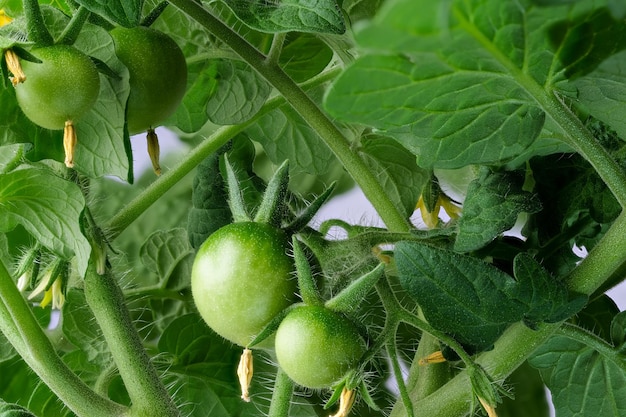 Tomates d'intérieur fleurissent et fruits avec de belles feuilles vertes sur le rebord de la fenêtre gros plan macro photographie