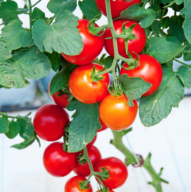 Tomates de jardin Ripé, plants de tomates fraîches