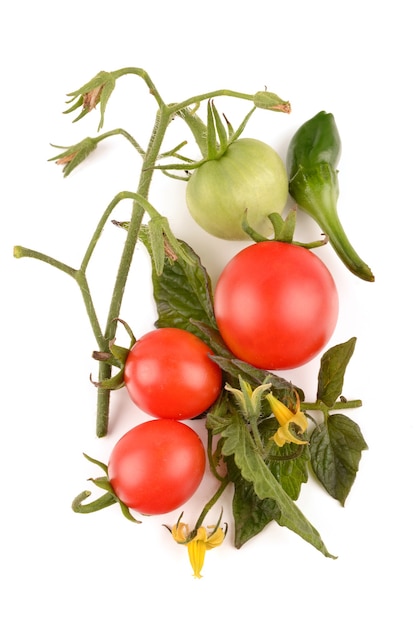 Tomates juteuses et poivrons sur blanc