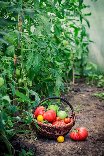 Tomates juteuses en serre