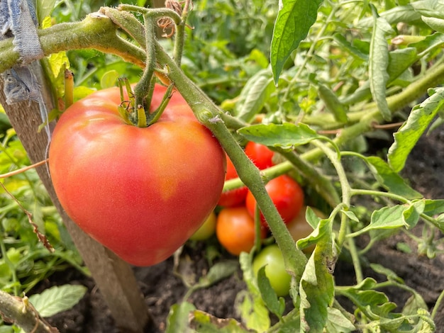 Tomates mûres d'une branche Concept de récolte Mains en gros plan Mise au point sélective