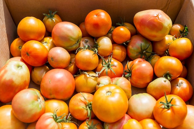 Tomates mûres dans une boîte au soleil d'été Produits écologiques végétariens et sains Gros plan Vue de dessus